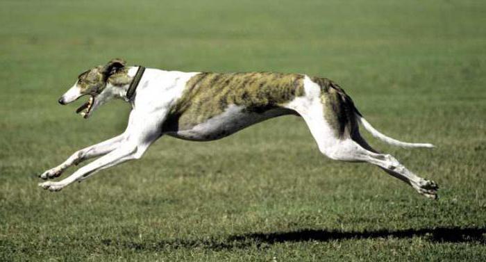 самые быстрые собаки в мире