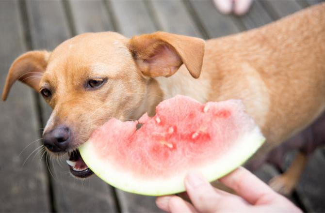 какие фрукты и ягоды можно собакам