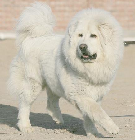 белые пушистые собаки