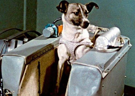лайка первая собака космонавт выведенная на орбиту земли