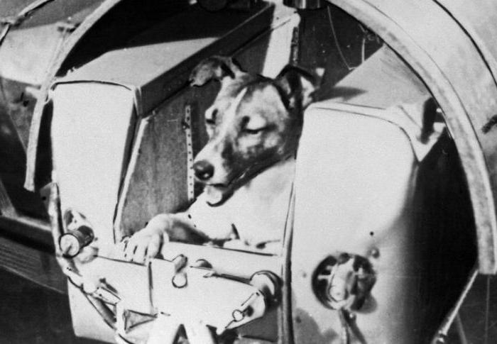 первая собака космонавт лайка