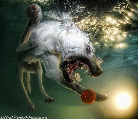 Мокрые и смешные – фото ныряющих собак Сета Кастила — фото 6