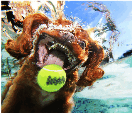 Мокрые и смешные – фото ныряющих собак Сета Кастила — фото 23