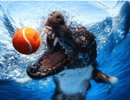 Мокрые и смешные – фото ныряющих собак Сета Кастила — фото 19
