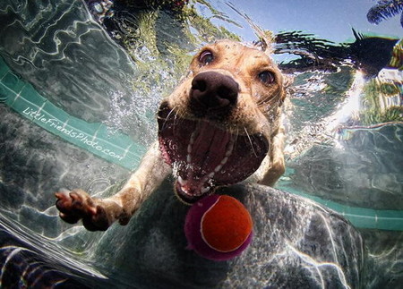Мокрые и смешные – фото ныряющих собак Сета Кастила — фото 7