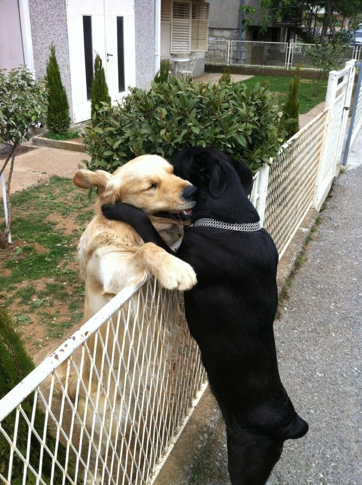 Собаки, которые любят обнимашки