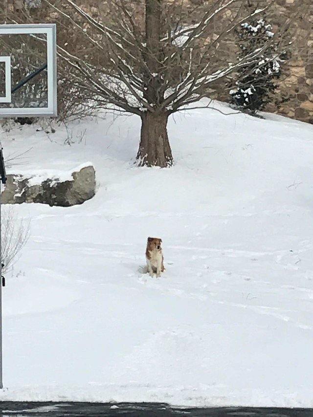 Брошенная собака пять дней сидела в мороз на снегу ожидая тех, кто ее бросил
