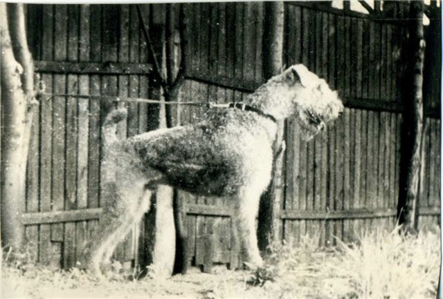 Самые популярные породы собак в СССР