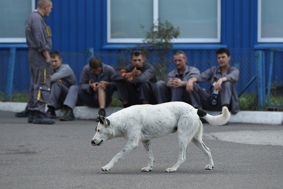 «Собаки Чернобыля»