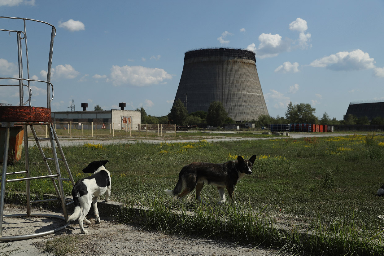 «Собаки Чернобыля»