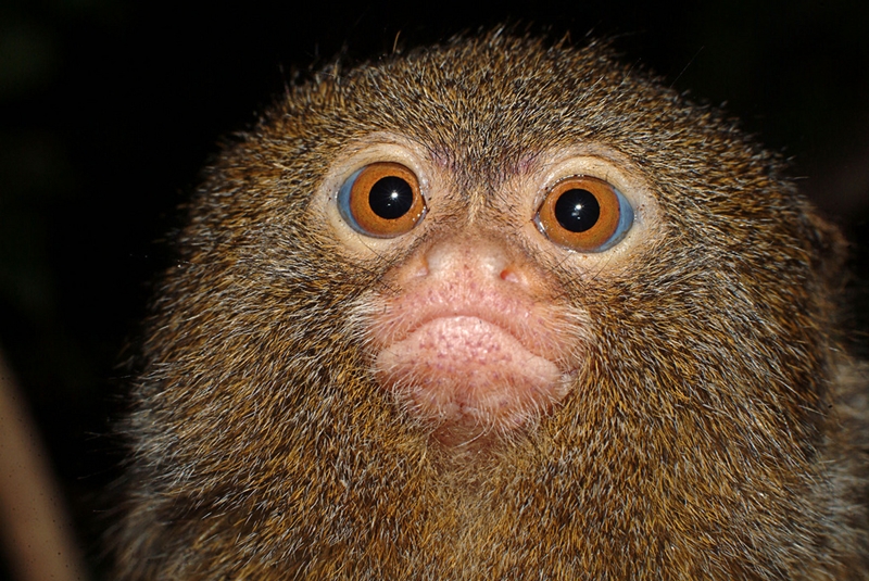 Мармозетка – самая маленькая в мире обезьянка
