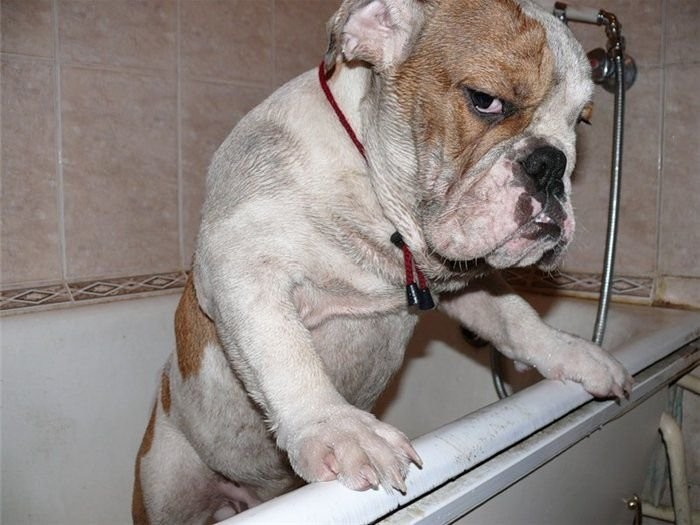 Фото обиженной собаки вызвало бурю сочувствия и негодования грустно, животные, обиделись, смешно