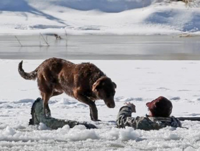 Верный пёс ждал, пока его хозяина спасали из холодных вод реки герои, мир, собаки