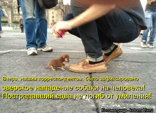 Котоматрица: Вчера, нашим корреспондентом, было зафиксировано зверское нападение собаки на человека! Пострадавший едва не погиб от умиления!