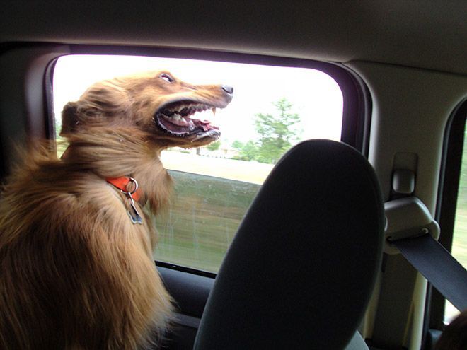  Морда собаки обладает паршивой аэродинамикой авто, собаки