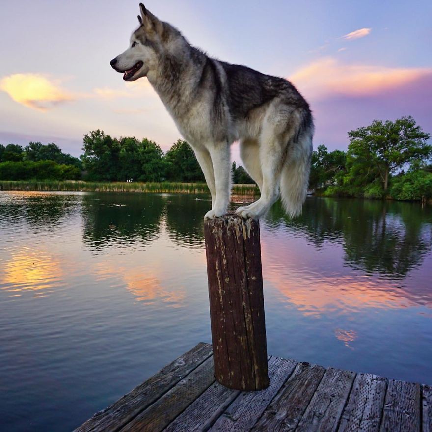 Волчья собака Локи, чья жизнь полна приключений волчья собака, жизнь, приключение