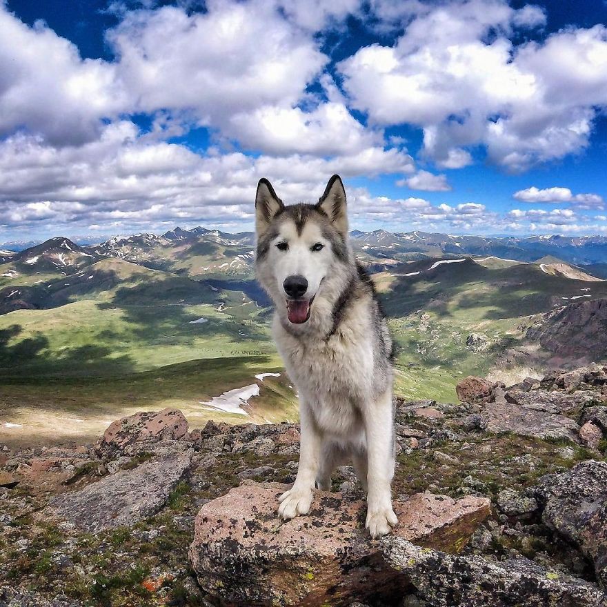 Волчья собака Локи, чья жизнь полна приключений волчья собака, жизнь, приключение