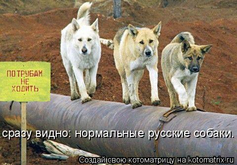 Котоматрица: сразу видно: нормальные русские собаки.