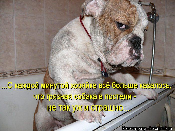 Котоматрица: ...С каждой минутой хозяйке всё больше казалось, что грязная собака в постели - не так уж и страшно...