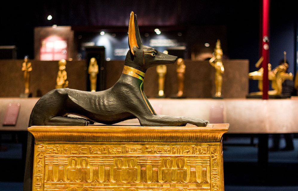 Собака аристократов древняя порода, египет, собака
