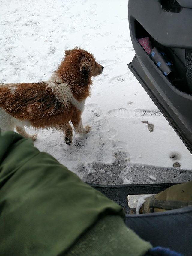 Брошенная собака пять дней сидела в мороз на снегу ожидая тех, кто ее бросил