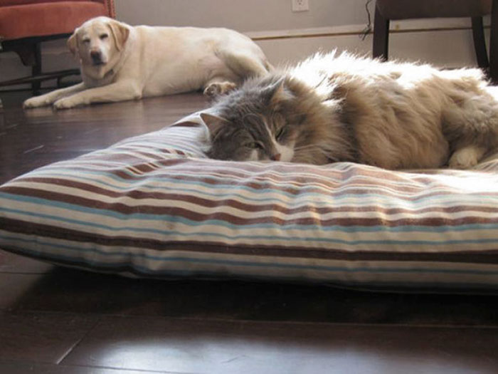 Без слез не взглянешь — как наглые коты отвоёвывают у собак жизненное пространство