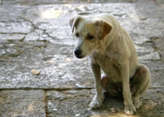 Самые преданные собаки (10 трогательных историй)