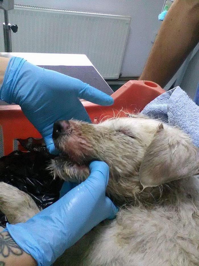 Избитого щенка завязали в полиэтилен и выкинули умирать, но его нашли и выходили добрые люди собак бросают нелюди, собаки лучше людей