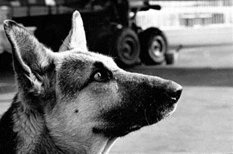 Утраченная человечность: история из СССР 40 лет спустя Животные драма человечность, животные