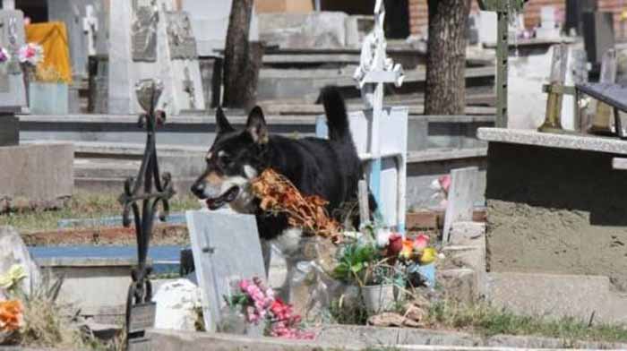Собачья верность. Капитан - верный пес, который приходит на могилу своего хозяина вот уже 11 лет