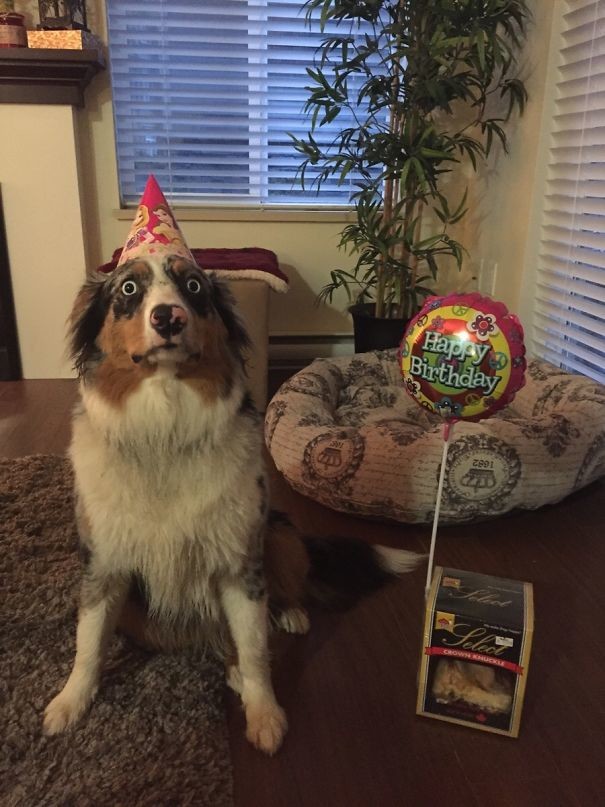 "Моя собака испугалась украшений на собственный день рождения!" животные, забавно, собаки, страхи, фобии
