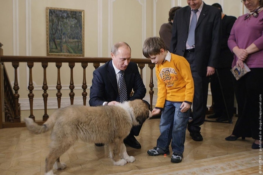 собаки Путина