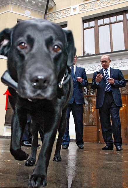 собака Путина