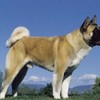 Американская акита (большая японская собака) 
