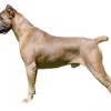Кане корсо (корсиканская собака) 