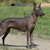 Мексиканская голая собака (ксолоитцкуинтли) 