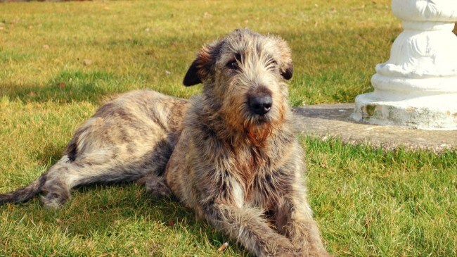 ирландский волкодав описание породы