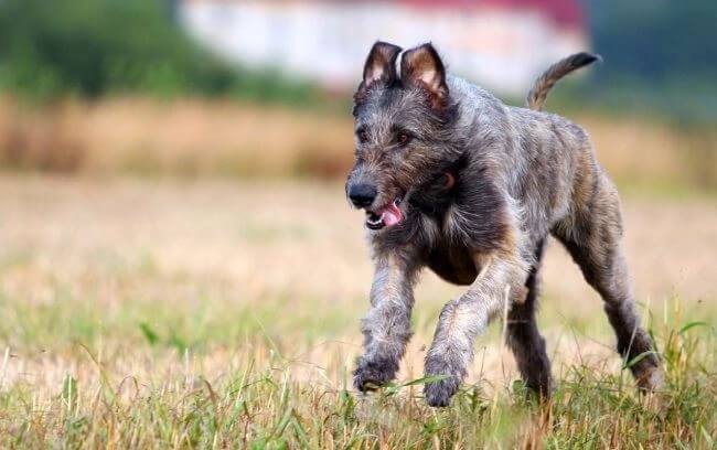 щенок ирландского волкодава