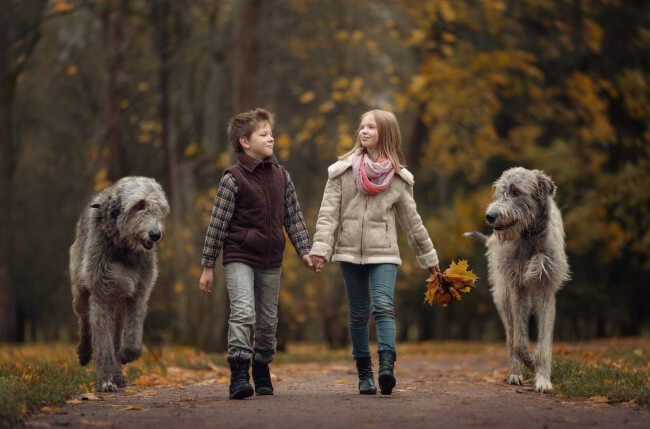 ирландский волкодав и дети