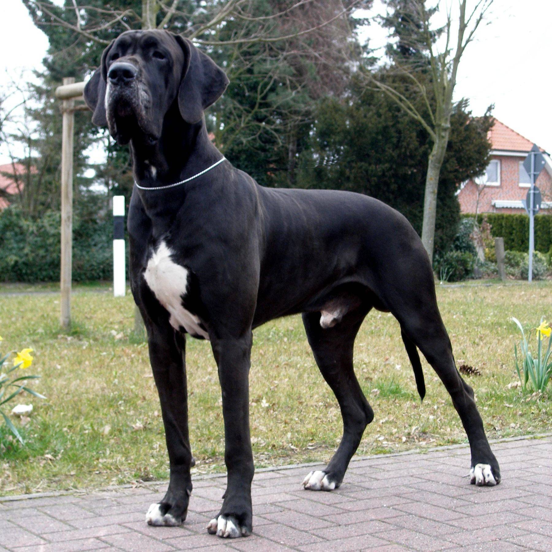 Самые крупные породы собак. Немецкий дог