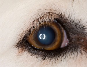 dog_eye