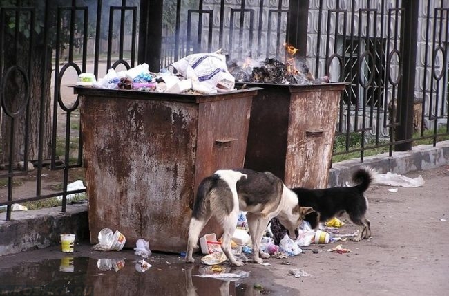 Собаки у мусора поедающие отходы
