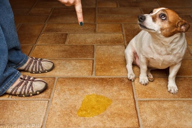Лужа жёлтого цвета на полу и собака