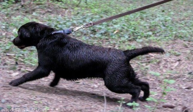 Чёрная собака рвущаяся с поводка