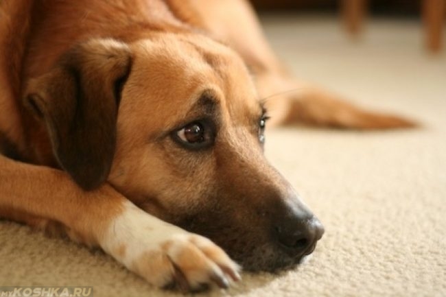 Ослабление иммунитета у собаки