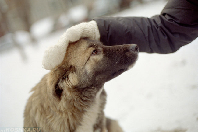 Похвала собаки на улице зимой