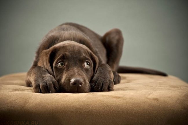 Стресс у коричневой собаки