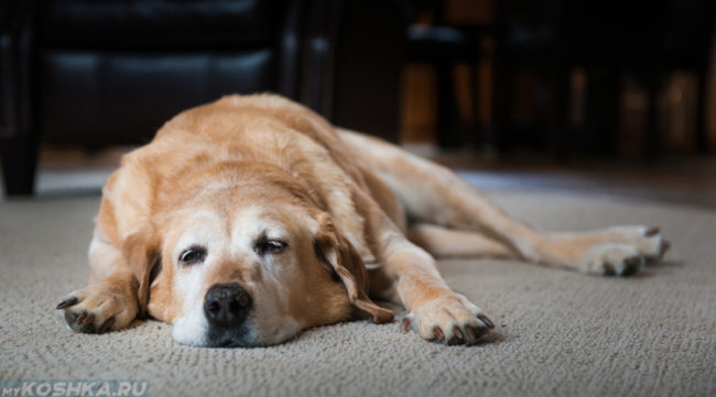 Апатичная собака лежащая на полу