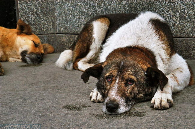 Бездомные псы лежащие на полу