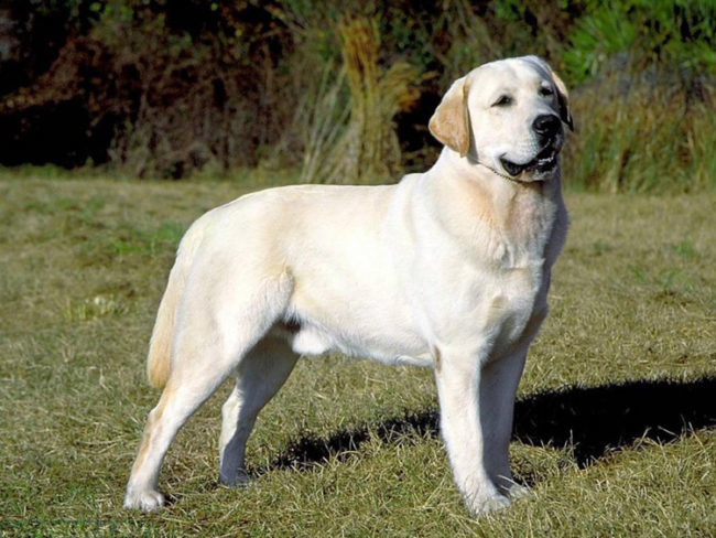Собака породы лабрадор на траве